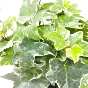 English Ivy Live Plant - Outdoor & Indoor Ground Covering Vine