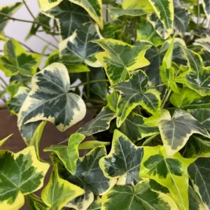 English Ivy Live Plant - Outdoor & Indoor Ground Covering Vine