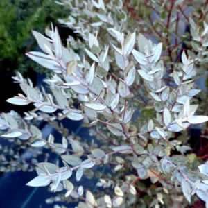 Eucalyptus Bush Plant Live Starter Plugs - 2 Pack - 3-5 Inch - Outdoor Planting - Fragrant