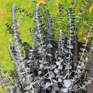 Eucalyptus Bush Plant Live Starter Plugs - 2 Pack - 3-5 Inch - Outdoor Planting - Fragrant