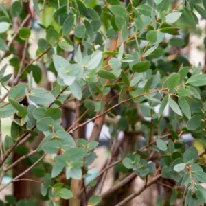 Eucalyptus Bush Plant Live Starter Plugs - 2 Pack - 3-5 Inch - Outdoor Planting - Fragrant