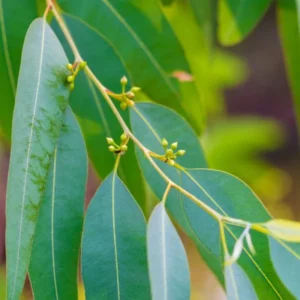 Eucalyptus Bush Plant Live Starter Plugs - 2 Pack - 3-5 Inch - Outdoor Planting - Fragrant
