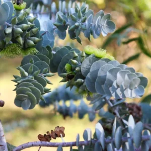 Eucalyptus Trees Live Plants Set of 3 Starter Size Fragrant Easy-Care