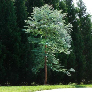 Eucalyptus Trees Live Plants Set of 3 Starter Size Fragrant Easy-Care