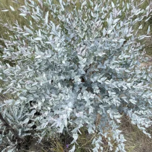 Eucalyptus Trees Live Plants Set of 3 Starter Size Fragrant Easy-Care