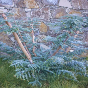 Eucalyptus Trees Live Plants Set of 3 Starter Size Fragrant Easy-Care