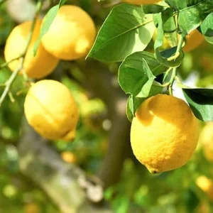 Eureka Lemon Tree Live Plant - 4 Inch Pot - Grow Fresh Lemons at Home