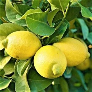 Eureka Lemon Tree Live Plant - 4 Inch Pot - Grow Fresh Lemons at Home