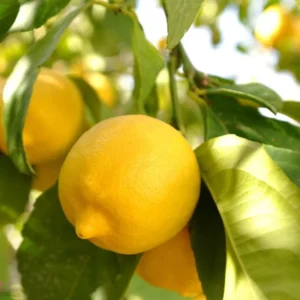 Eureka Lemon Tree Live Plant - 4 Inch Pot - Grow Fresh Lemons at Home