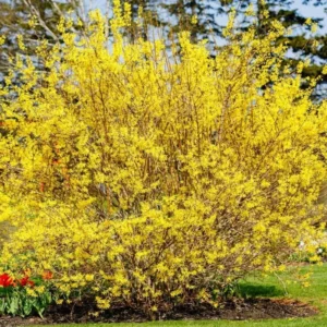 Forsythia Plant, 6 to 8 Inch Tall, 4 Inch Pot