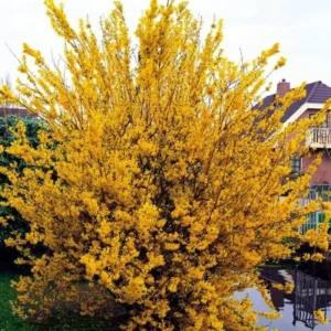 Forsythia Plant, 6 to 8 Inch Tall, 4 Inch Pot