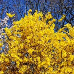 Forsythia Plant, 6 to 8 Inch Tall, 4 Inch Pot