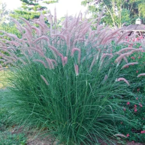 Fountain Grass Live Plants - Pack of 3 Ornamental Grasses Perennial 5-9 Inch Tall