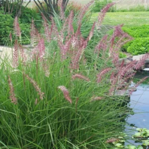 Fountain Grass Live Plants - Pack of 3 Ornamental Grasses Perennial 5-9 Inch Tall