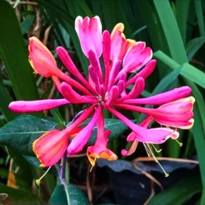 Fragrant Honeysuckle Vine Live Plant - 4-10 Inch, Cold Hardy Climbing Plant