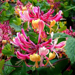 Fragrant Honeysuckle Vine Live Plant - 4-10 Inch, Cold Hardy Climbing Plant