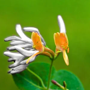 Fragrant Honeysuckle Vine Live Plant - 4-10 Inch, Cold Hardy Climbing Plant