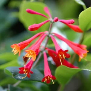 Fragrant Honeysuckle Vine Live Plant - 4-10 Inch, Cold Hardy Climbing Plant