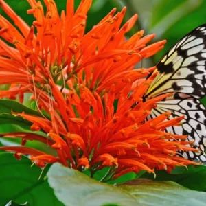 Fragrant Honeysuckle Vine Live Plant - 4-10 Inch, Cold Hardy Climbing Plant