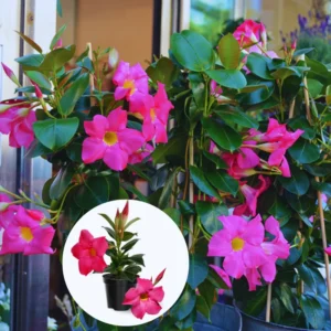 Fragrant Pink Mandevilla Plants - Live Vine Starter Plants - 5-8 Inch Tropical Flowers