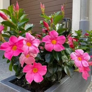 Fragrant Pink Mandevilla Plants - Live Vine Starter Plants - 5-8 Inch Tropical Flowers