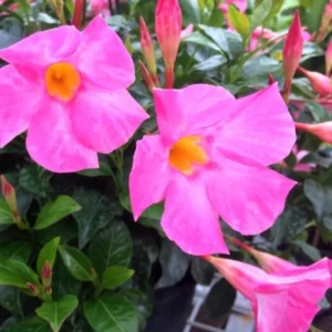 Fragrant Pink Mandevilla Plants - Live Vine Starter Plants - 5-8 Inch Tropical Flowers