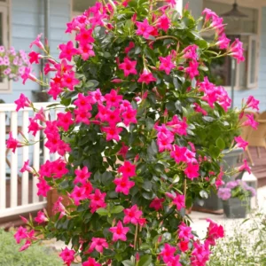 Fragrant Pink Mandevilla Plants - Live Vine Starter Plants - 5-8 Inch Tropical Flowers