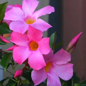 Fragrant Pink Mandevilla Plants - Live Vine Starter Plants - 5-8 Inch Tropical Flowers