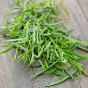 French Tarragon Plant Live Herb Plug 3-5 Inches Outdoor Planting