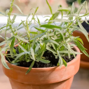 French Tarragon Plant Live Herb Plug 3-5 Inches Outdoor Planting