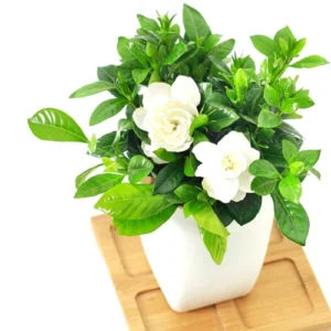 Gardenia Jasmine Plants Live Set - 3 Cape Jasmine Starter Plants 5-7 Inches for Indoor/Outdoor Gardening
