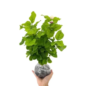 Gardenia Jasmine Plants Live Set - 3 Cape Jasmine Starter Plants 5-7 Inches for Indoor/Outdoor Gardening