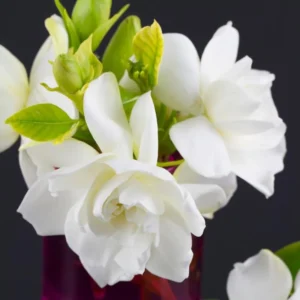 Gardenia Plants Live Jasmine Plants Indoor - 3-5 Inch Tall Flowering Bundle