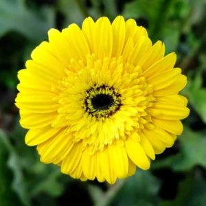 Gerbera Daisy Plants - 2 Live Flowering Plants for Fall Planting