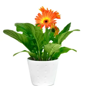 Gerbera Daisy Plants - 2 Live Flowering Plants for Fall Planting
