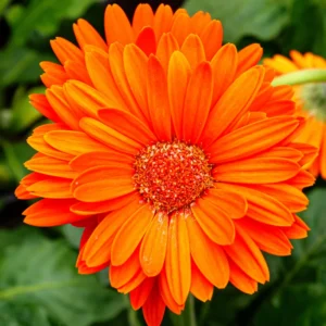 Gerbera Daisy Plants - 2 Live Flowering Plants for Fall Planting