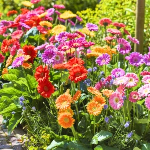 Gerbera Daisy Plants - 2 Live Flowering Plants for Fall Planting