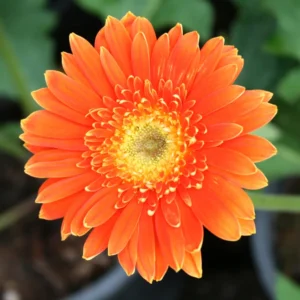 Gerbera Daisy Plants - 2 Live Flowering Plants for Fall Planting
