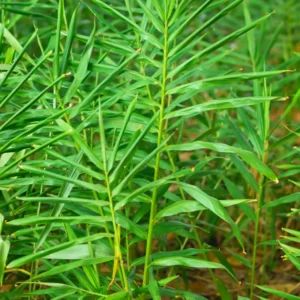 Ginger Live Plant - Edible Root Starter - 5-8 Inch - For Garden