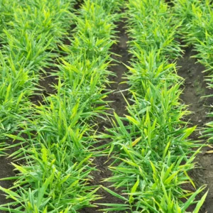 Ginger Live Plant - Edible Root Starter - 5-8 Inch - For Garden