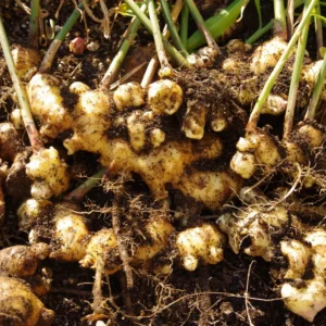 Ginger Live Plant - Edible Root Starter - 5-8 Inch - For Garden