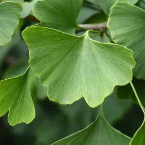 Ginkgo Tree Plant - Potted Maidenhair Tree 14-20 Inches for Outdoor Garden