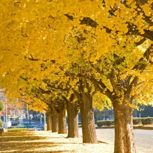 Ginkgo Tree Plant - Potted Maidenhair Tree 14-20 Inches for Outdoor Garden