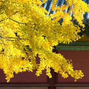 Ginkgo Tree Plant - Potted Maidenhair Tree 14-20 Inches for Outdoor Garden