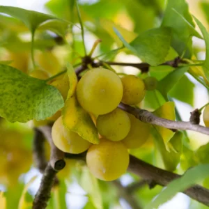 Ginkgo Tree Plant - Potted Maidenhair Tree 14-20 Inches for Outdoor Garden