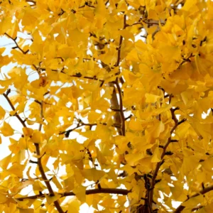 Ginkgo Tree Plant - Potted Maidenhair Tree 14-20 Inches for Outdoor Garden