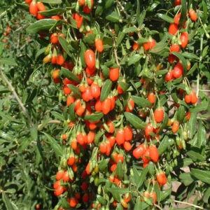 Goji Berry Plant - Live Edible Berry Starter Plant - Garden Ready