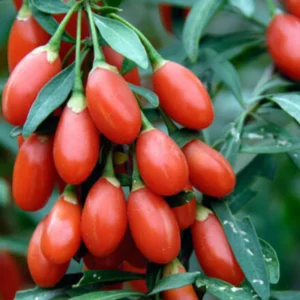Goji Berry Plant - Live Edible Berry Starter Plant - Garden Ready