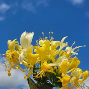 Gold White Honeysuckle Live Plant - Climbing Vine - 2.5