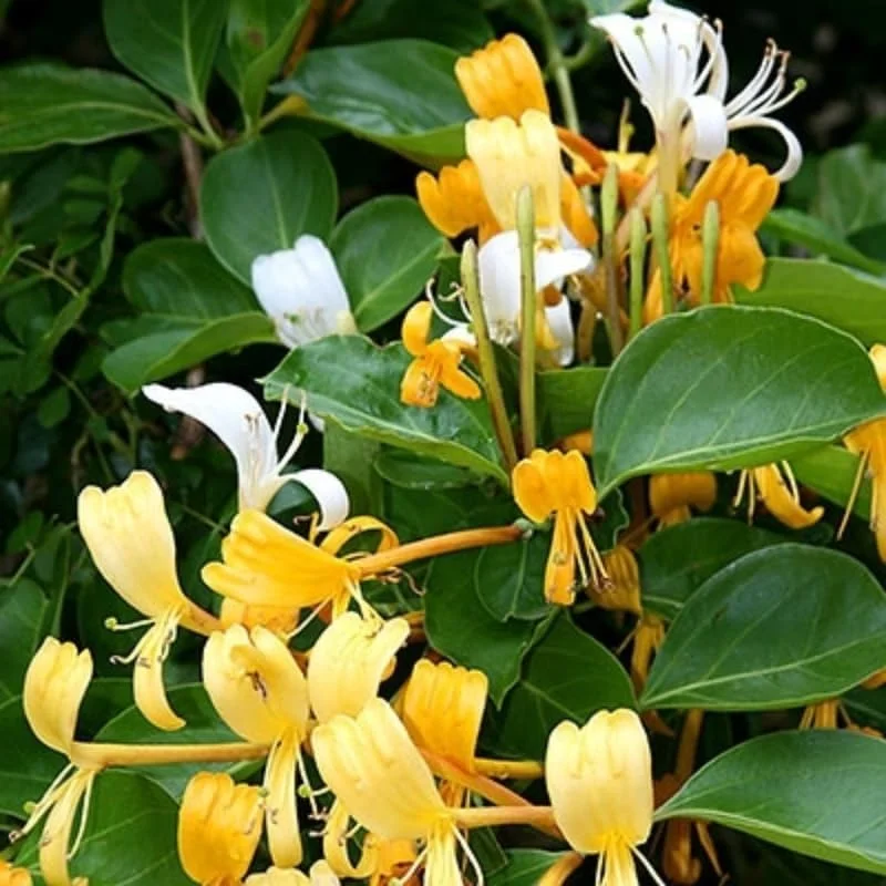 Gold White Honeysuckle Live Plant - Climbing Vine - 2.5" Pot - Fragrant